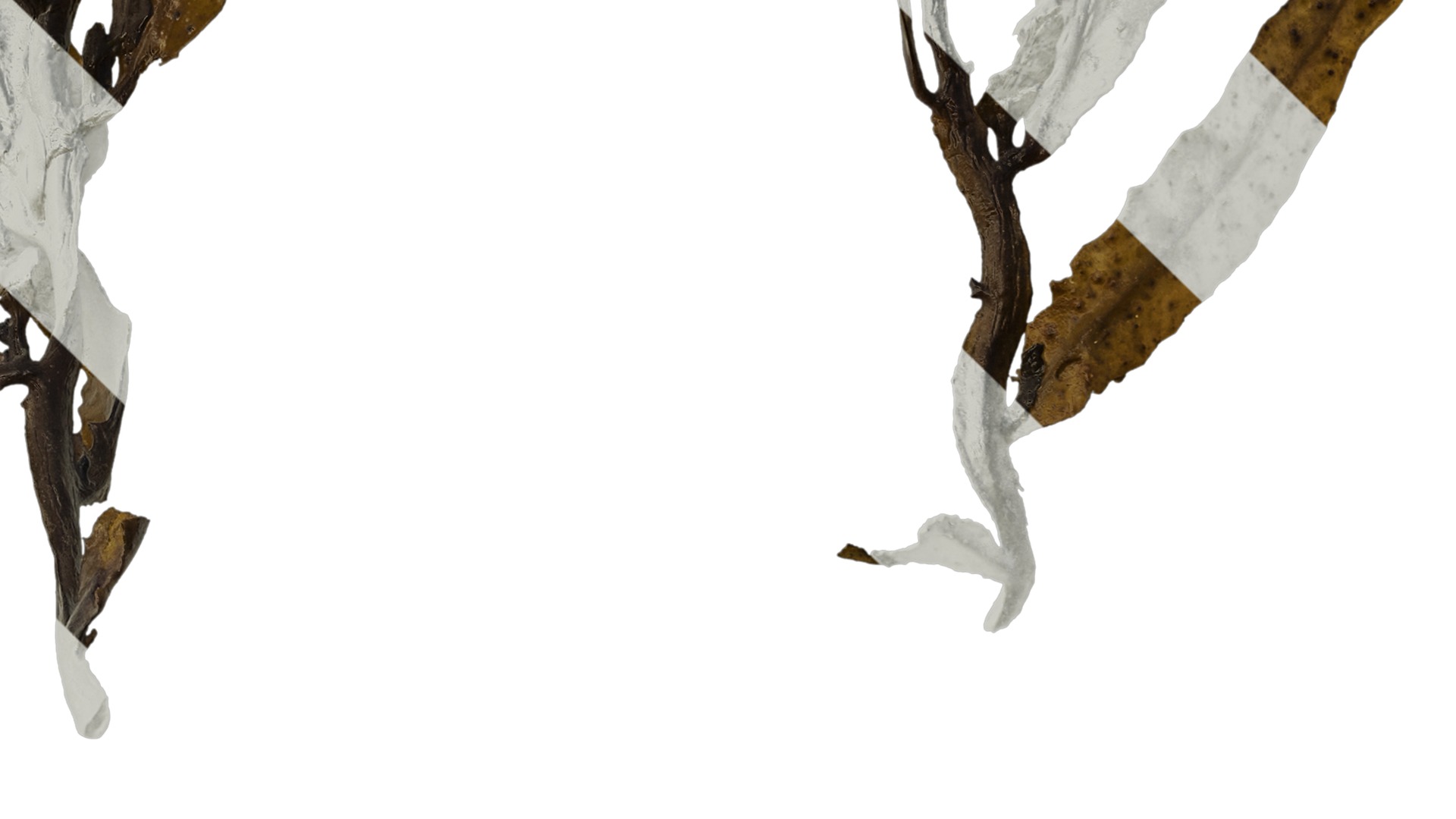 Anydrafts Sargassum pallidum Split 07 Texture_4