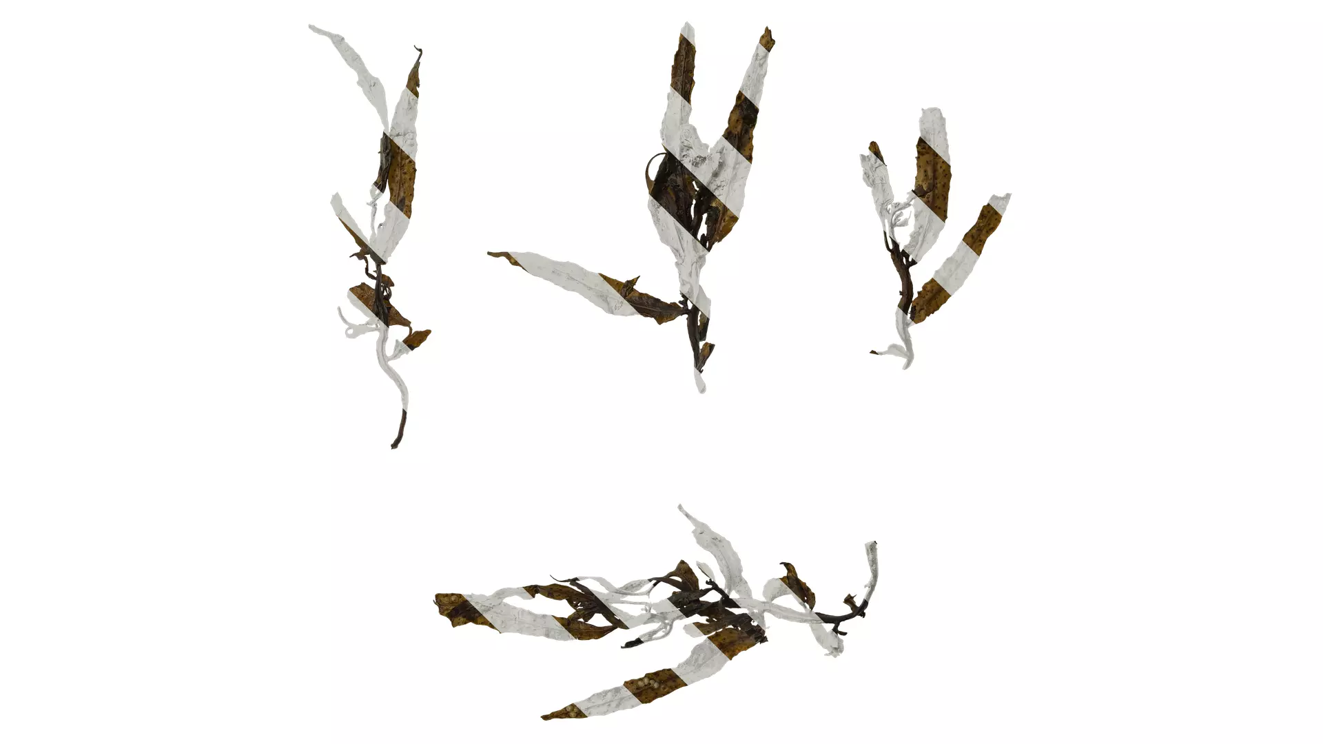 Anydrafts Sargassum pallidum Split 07 Texture_0