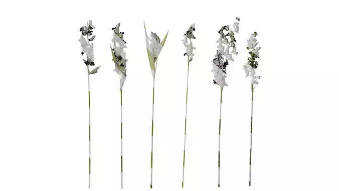 Anydrafts Thalia dealbata Atlas 06 Texture