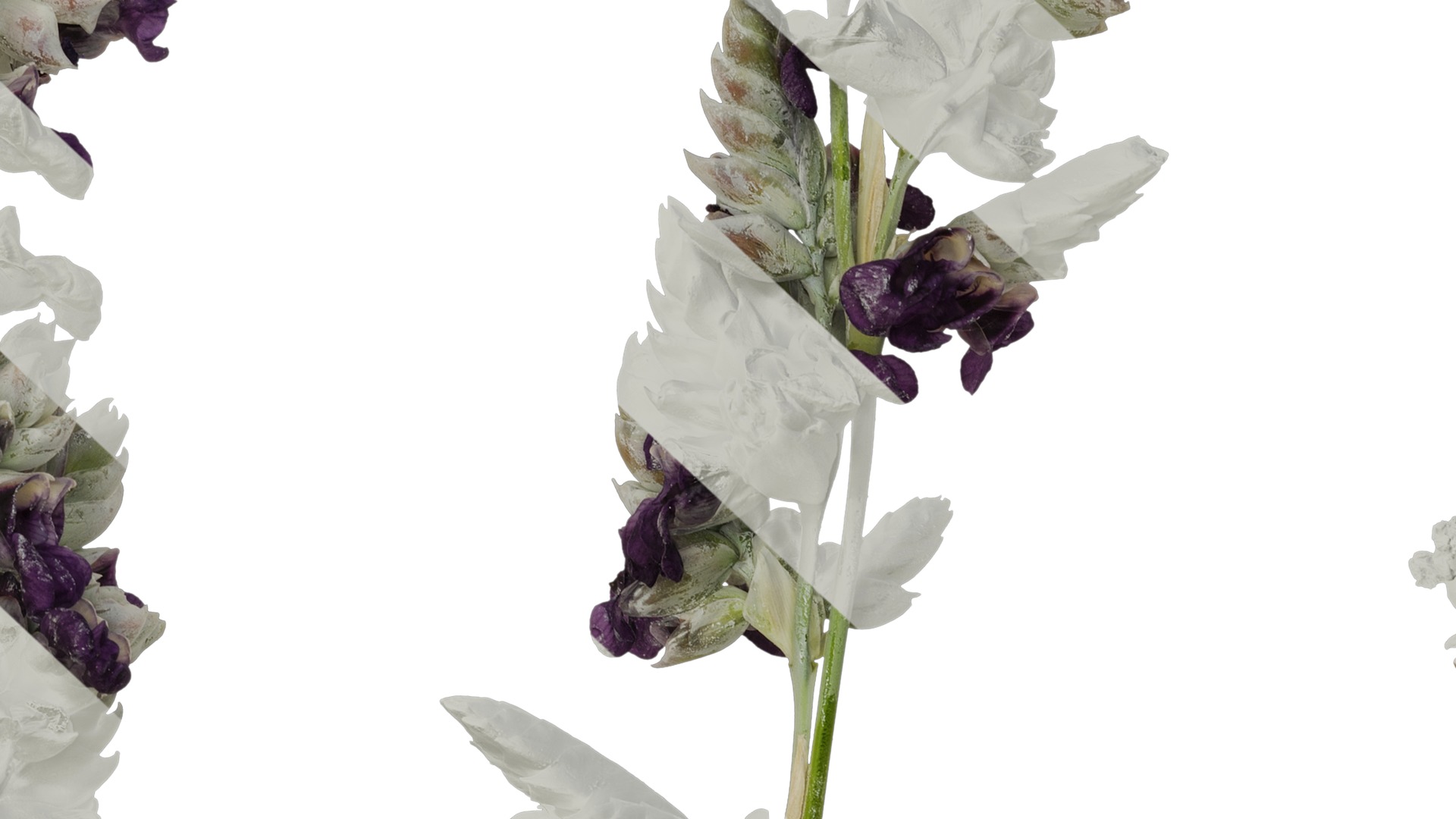 Anydrafts Thalia dealbata Atlas 09 Texture_7