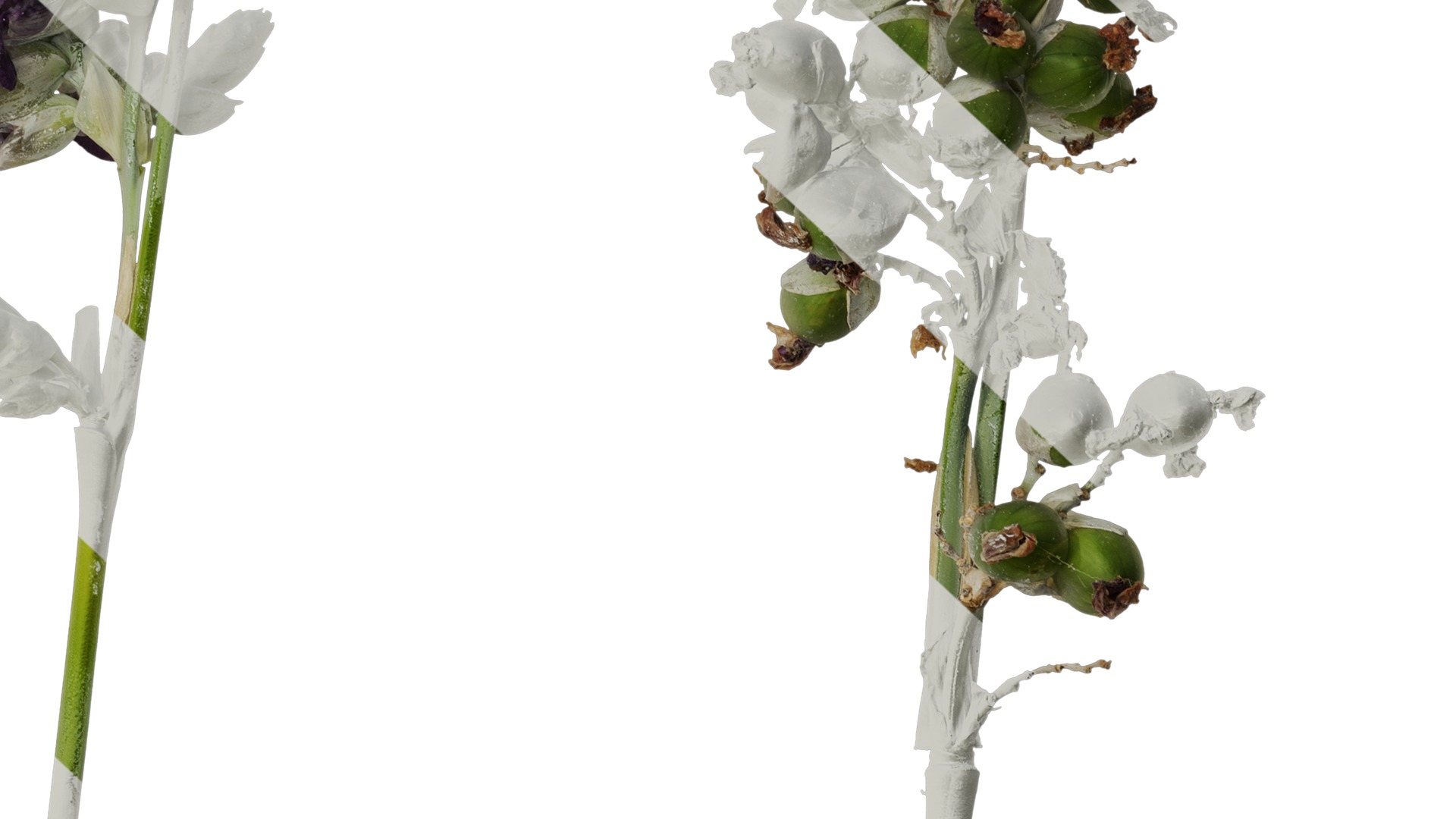 Anydrafts Thalia dealbata Atlas 09 Texture_6