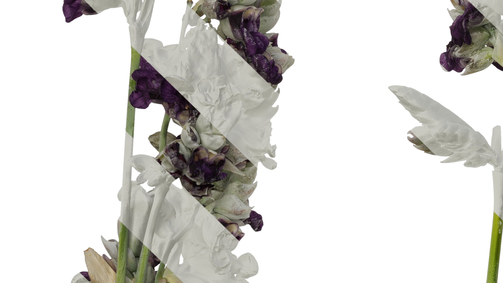 Anydrafts Thalia dealbata Atlas 09 Texture_5