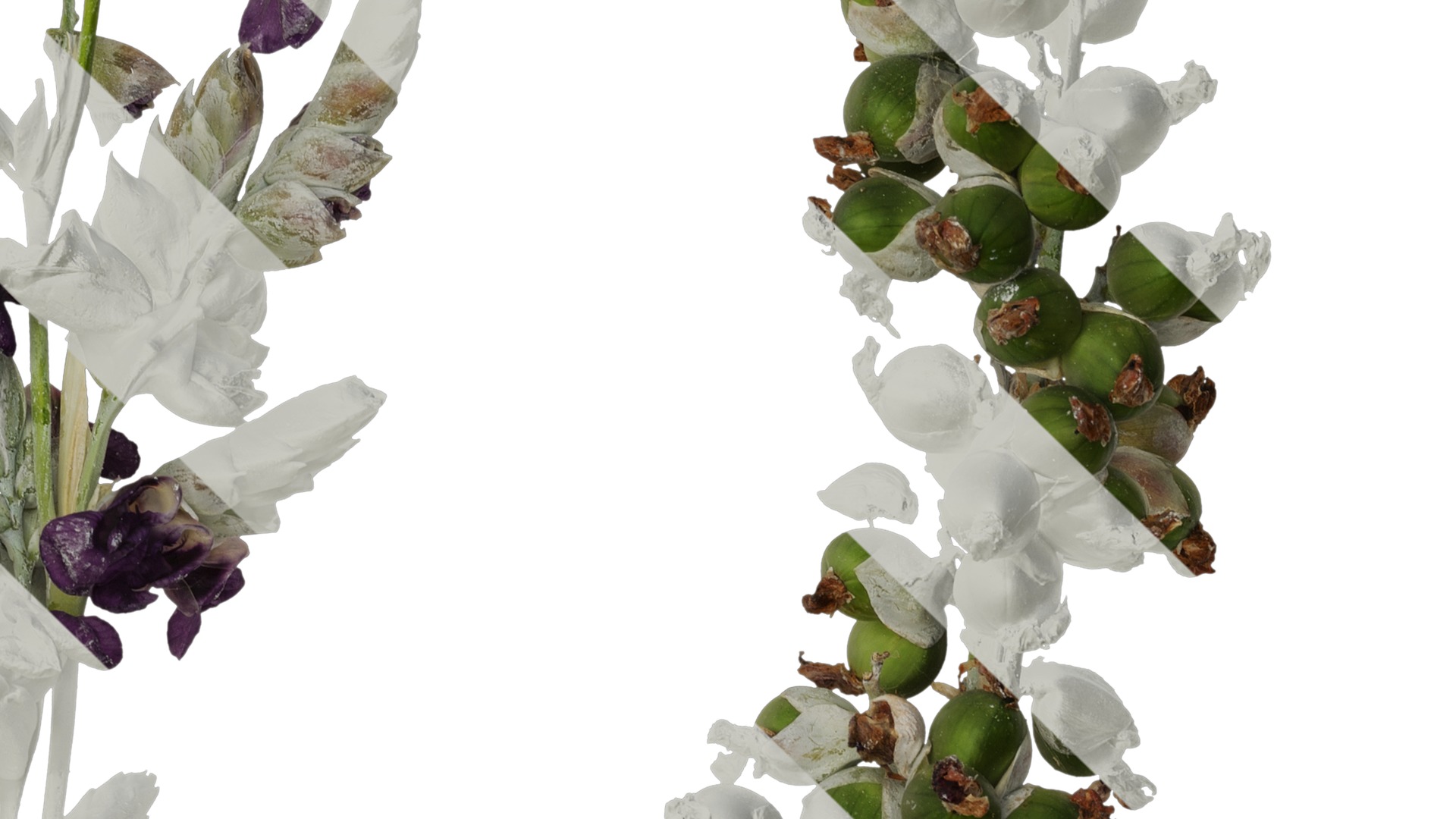 Anydrafts Thalia dealbata Atlas 09 Texture_4