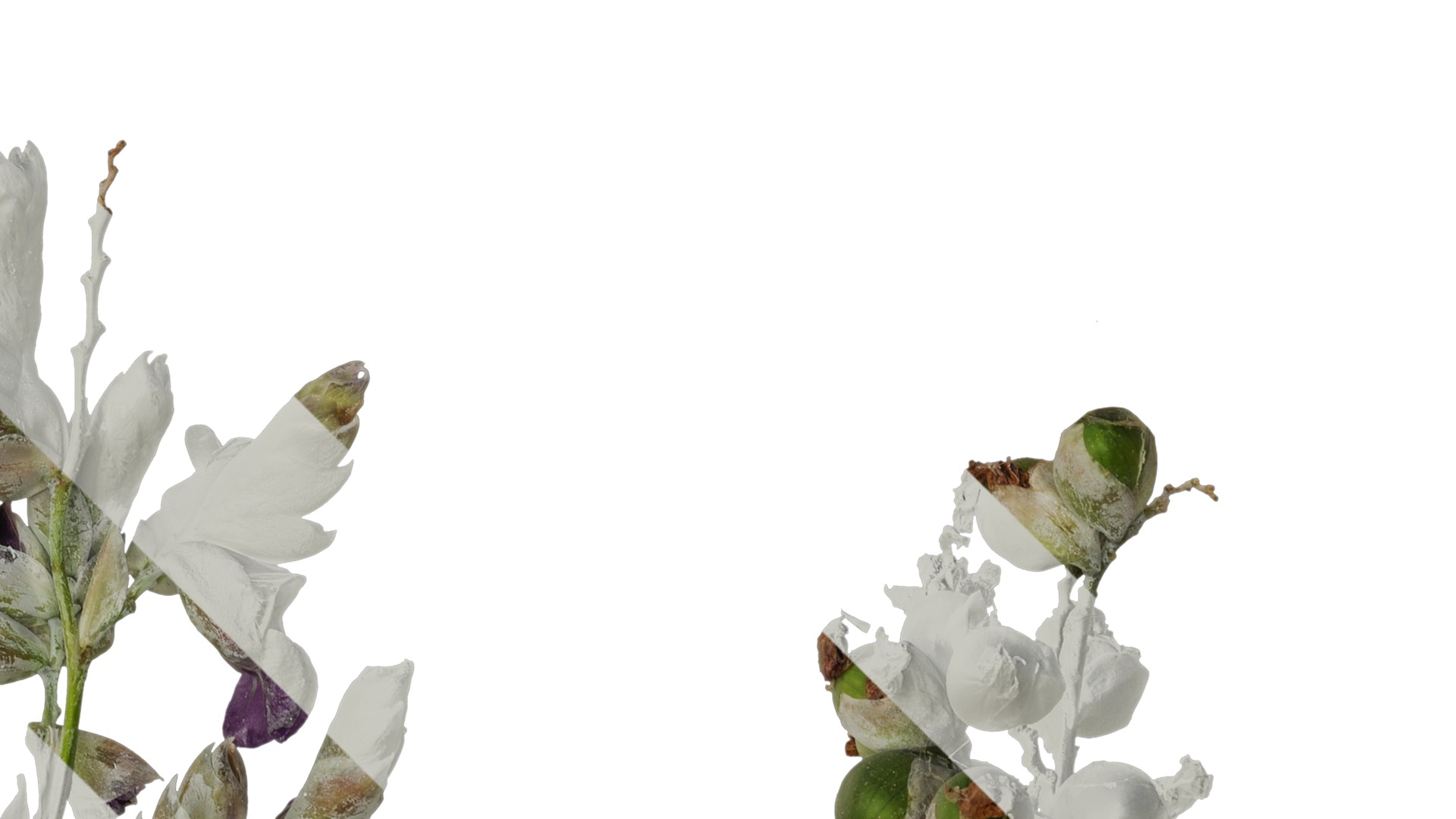 Anydrafts Thalia dealbata Atlas 09 Texture_2