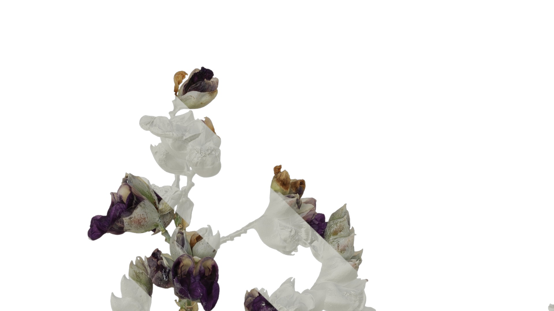 Anydrafts Thalia dealbata Atlas 09 Texture_1