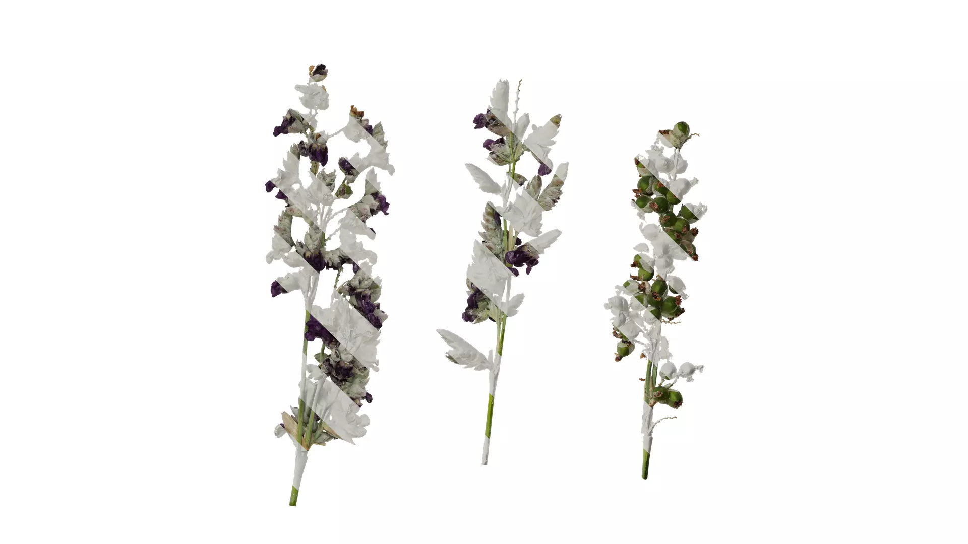 Anydrafts Thalia dealbata Atlas 09 Texture_0