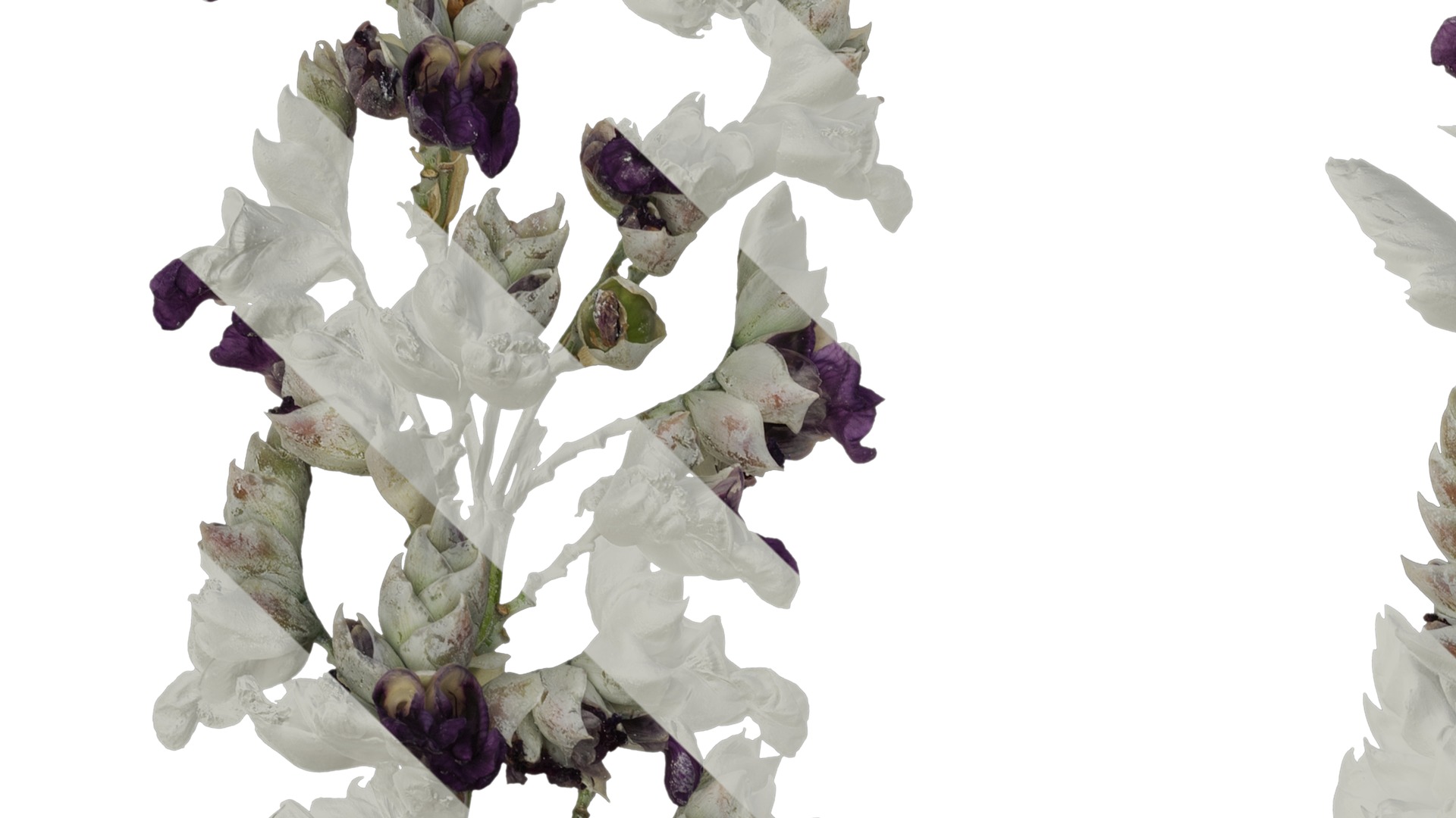 Anydrafts Thalia dealbata Atlas 09 Texture_3