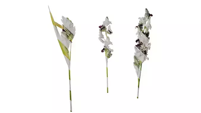 Anydrafts Thalia dealbata Atlas 10 Texture