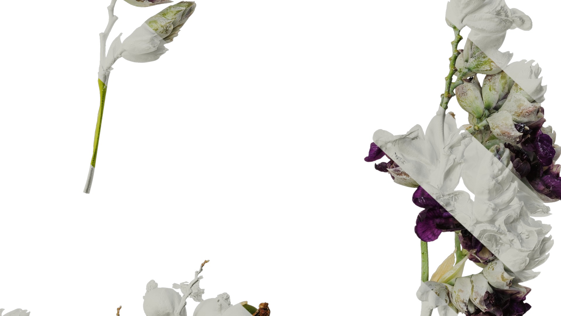 Anydrafts Thalia dealbata Atlas 11 Texture_6