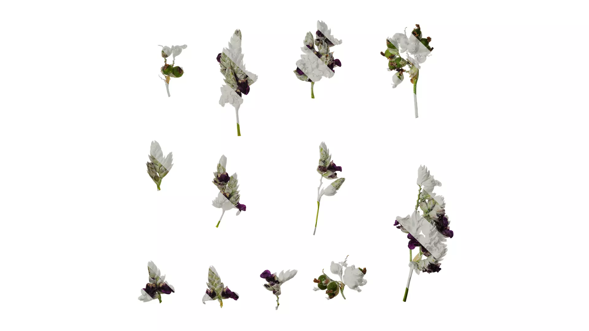 Anydrafts Thalia dealbata Atlas 11 Texture_0