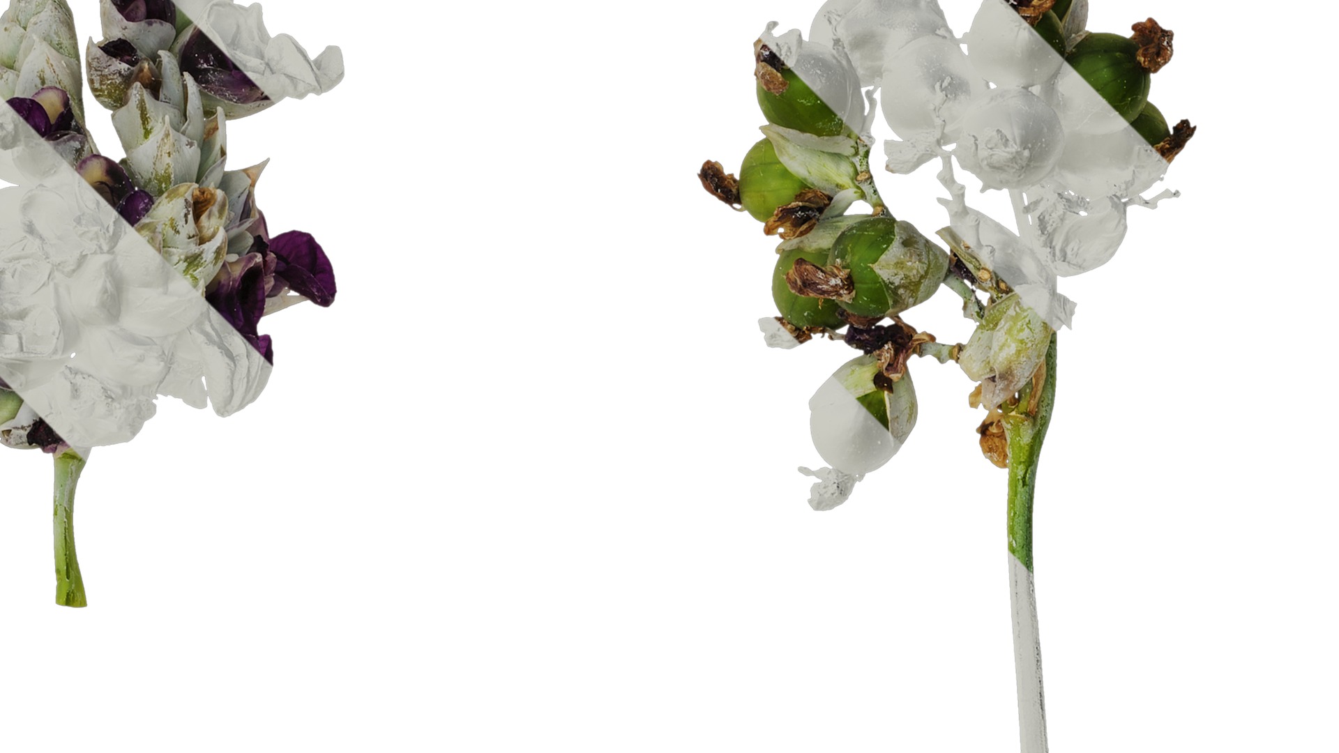 Anydrafts Thalia dealbata Atlas 11 Texture_2