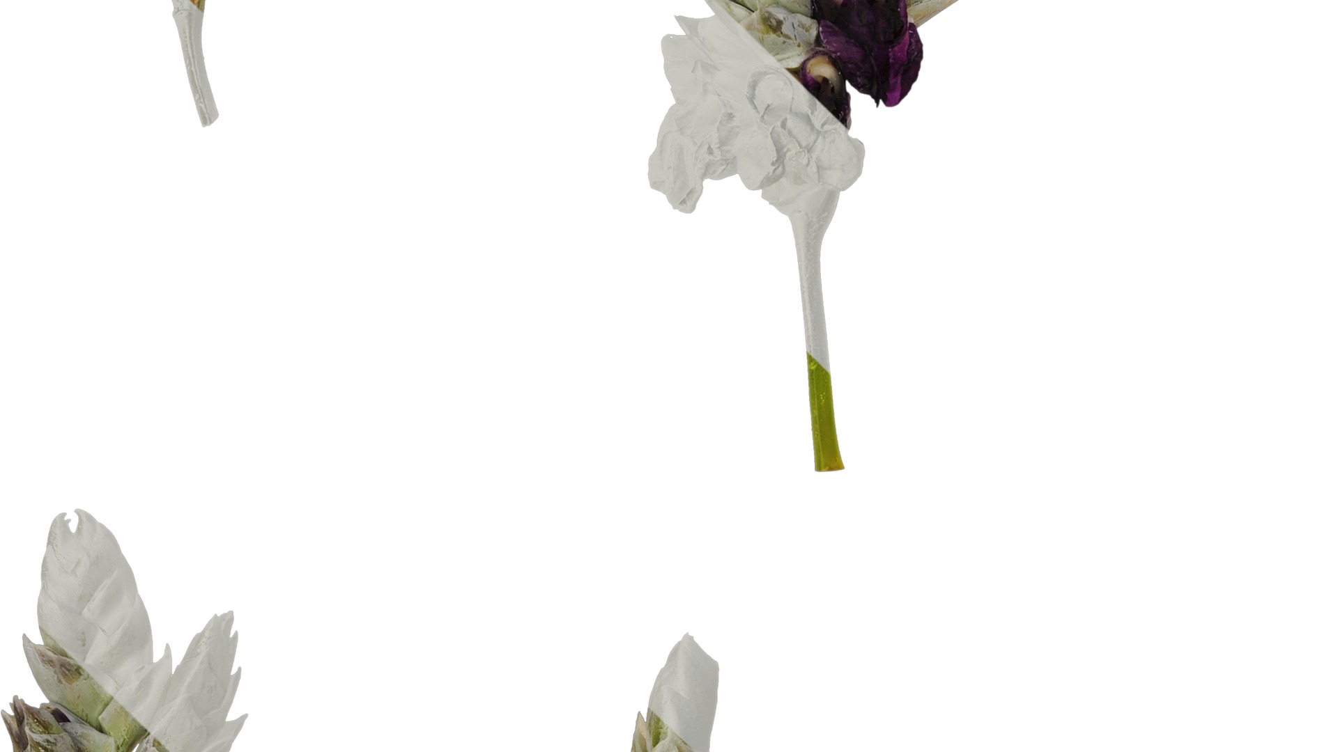 Anydrafts Thalia dealbata Atlas 11 Texture_3