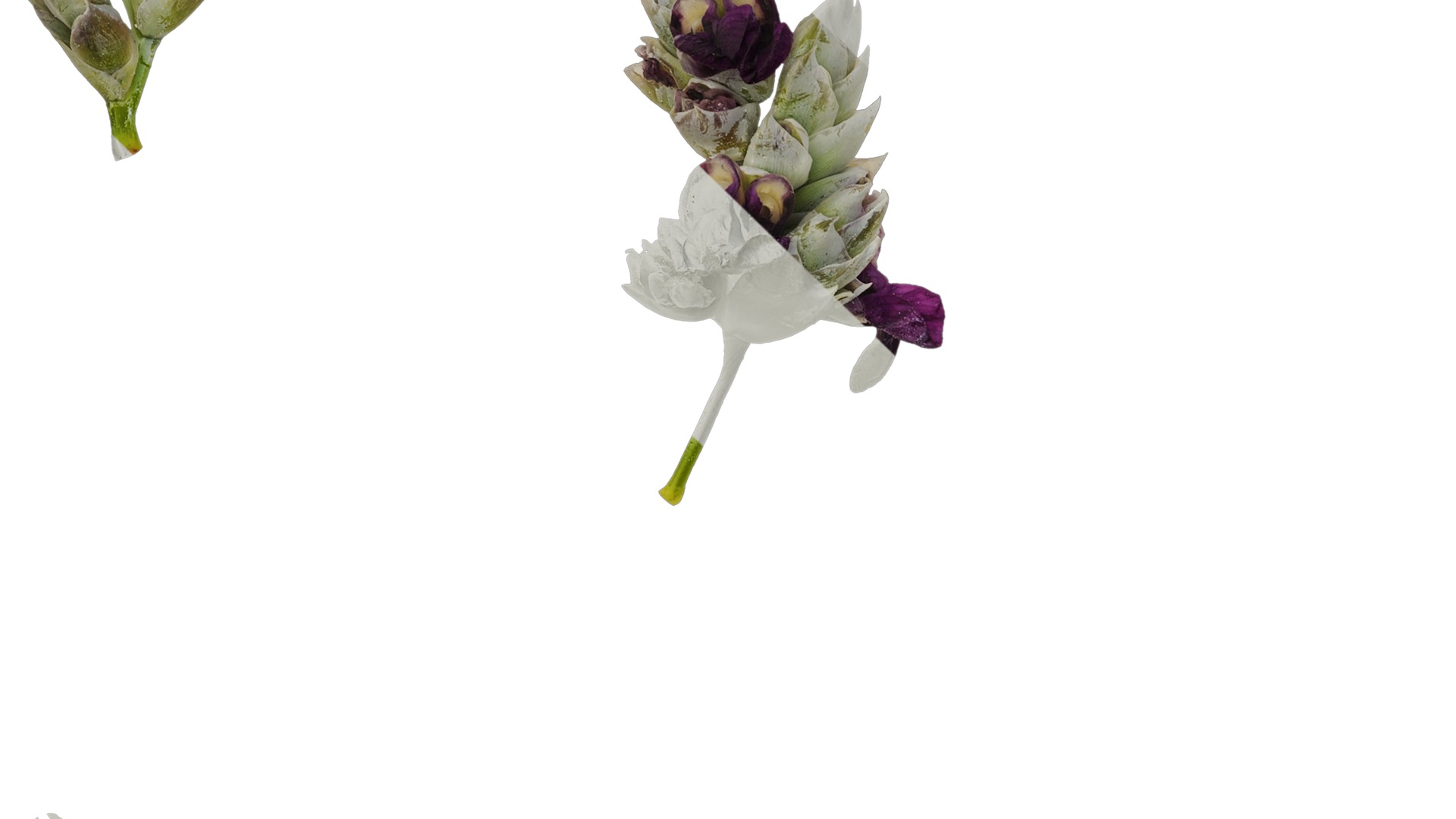 Anydrafts Thalia dealbata Atlas 11 Texture_5