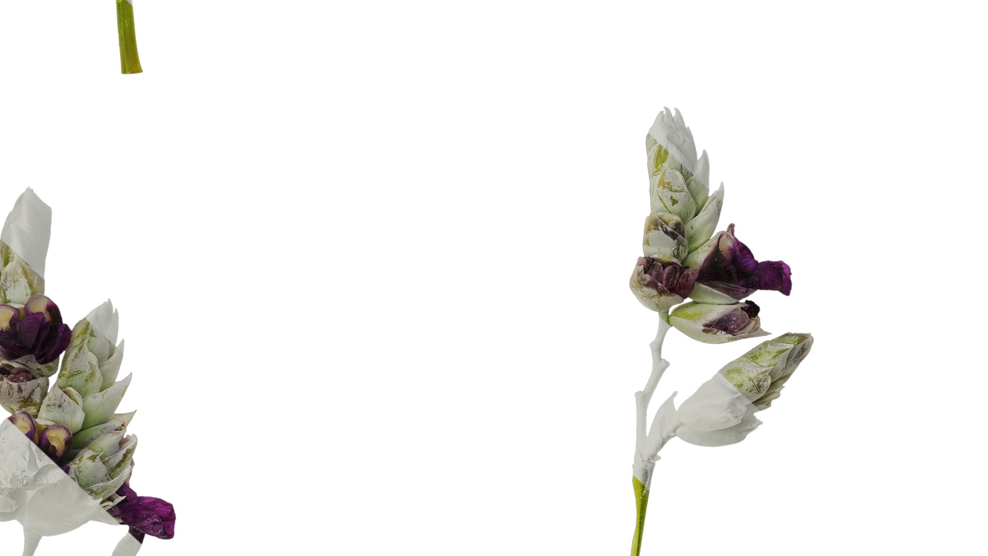 Anydrafts Thalia dealbata Atlas 11 Texture_7