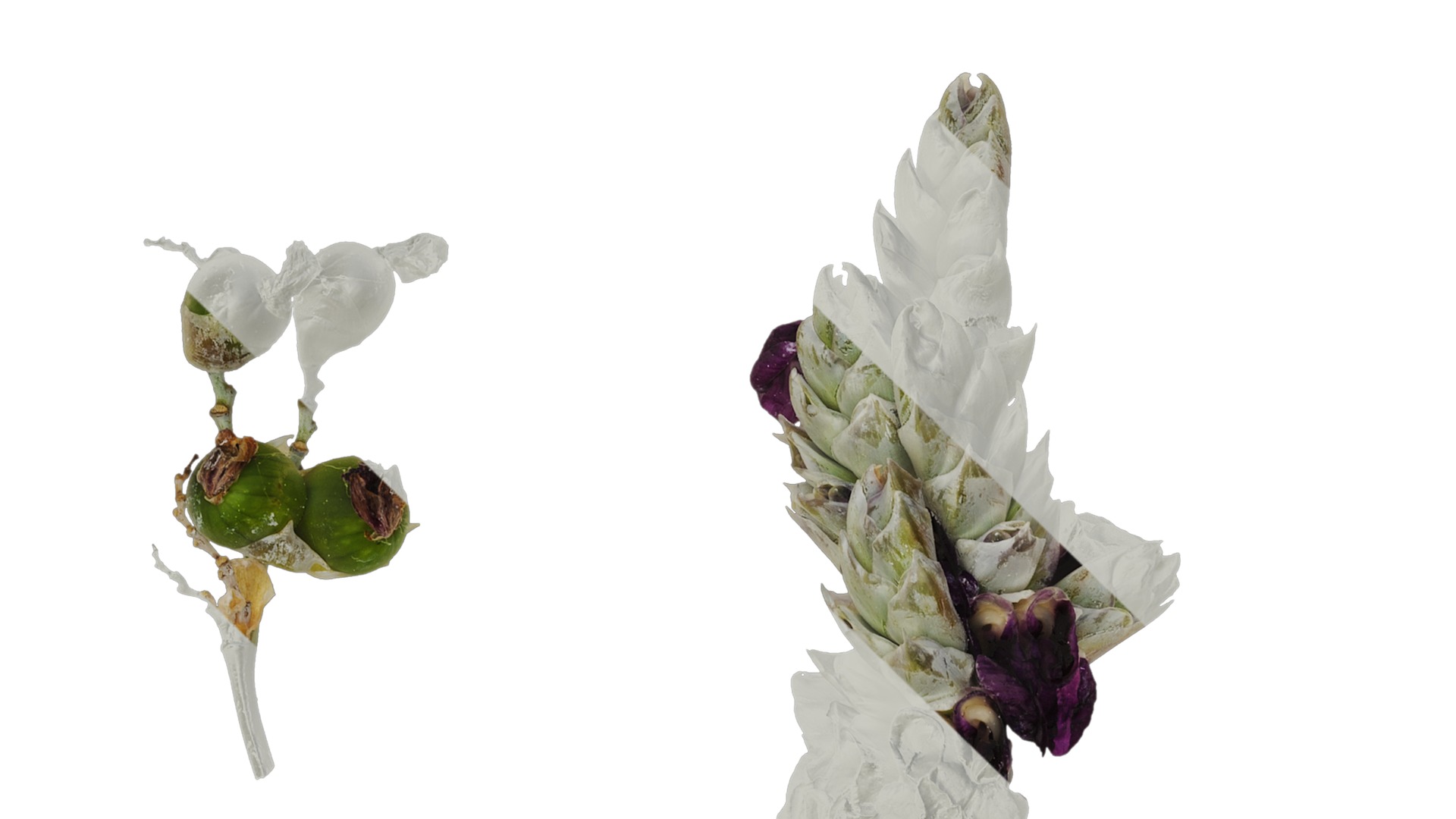 Anydrafts Thalia dealbata Atlas 11 Texture_1