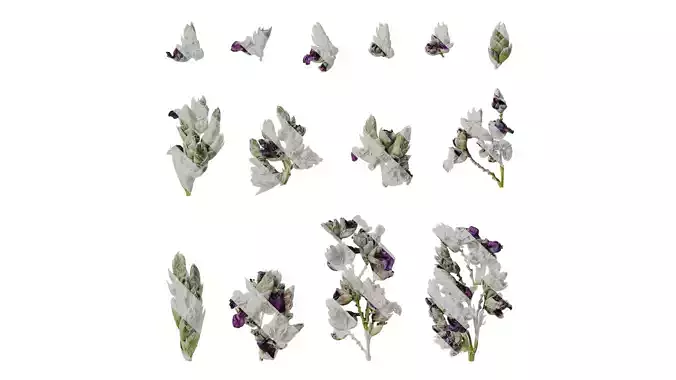 Anydrafts Thalia dealbata Flower 02 Texture