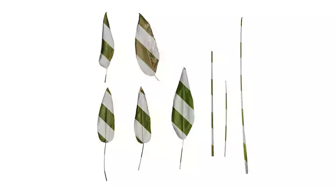 Anydrafts Thalia dealbata Leaf 01 Texture