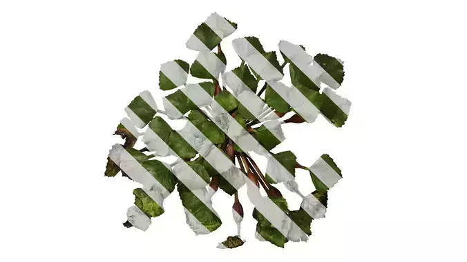 Anydrafts Trapa natans Atlas 02