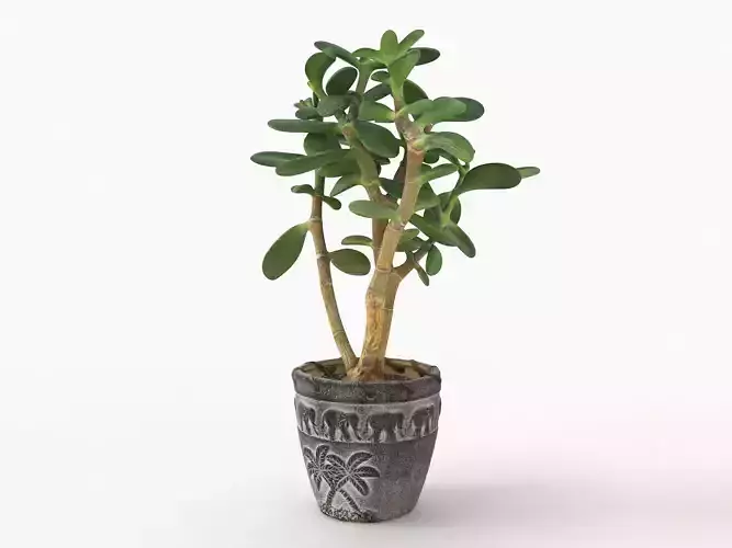 Succulent CRASSULA OVATA in a flowerpot 2
