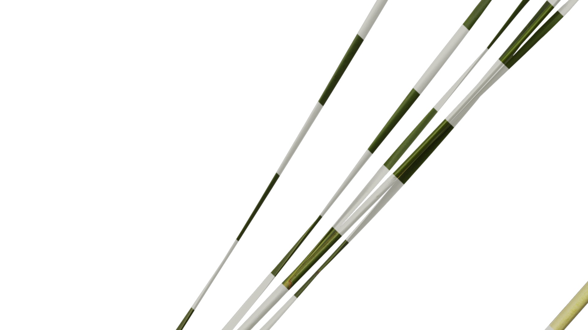 Anydrafts Typha orientalis Atlas 02 Texture_5