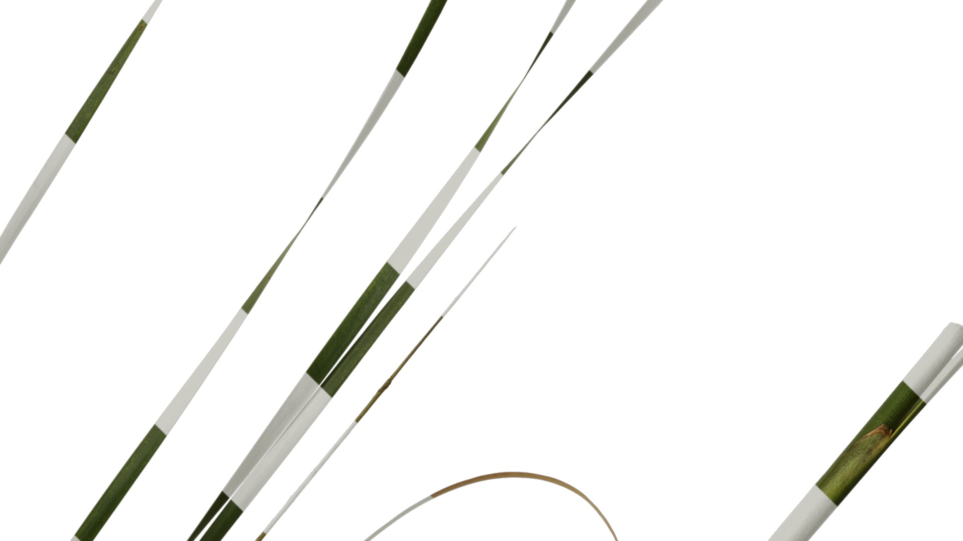 Anydrafts Typha orientalis Atlas 02 Texture_2