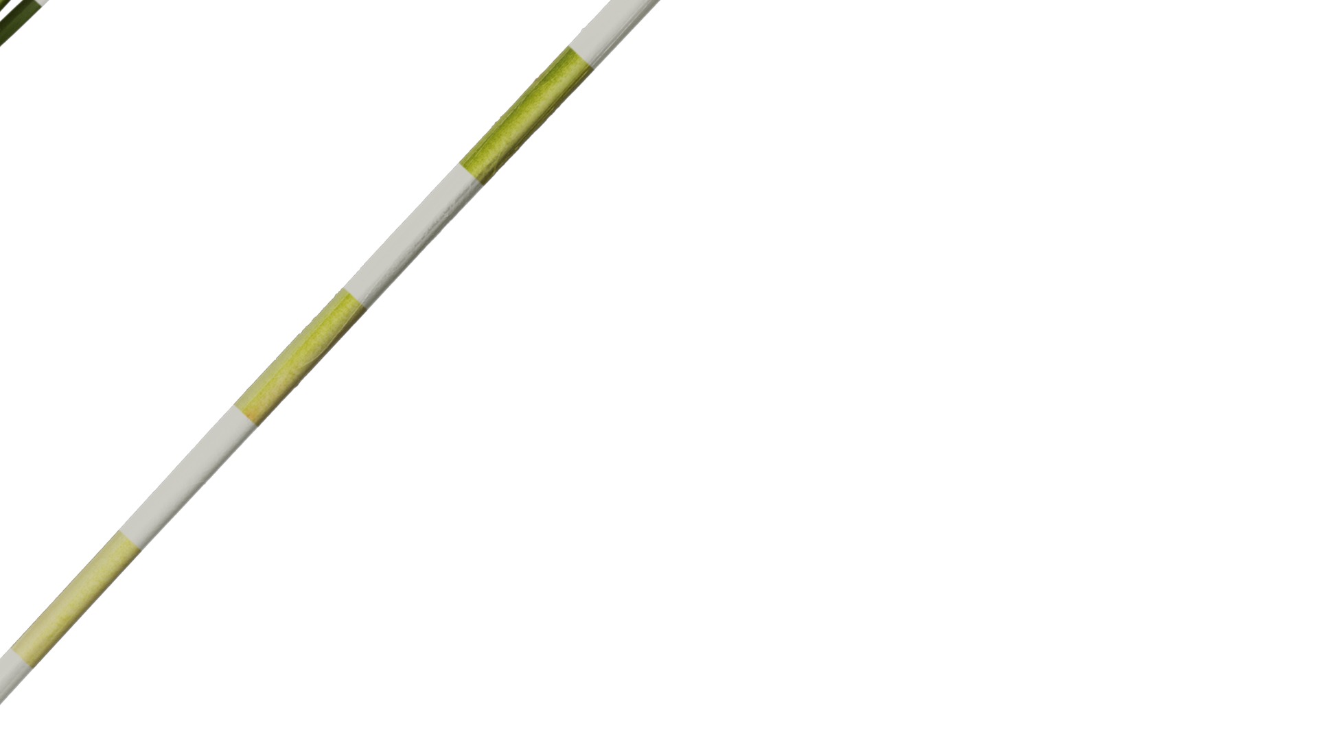 Anydrafts Typha orientalis Atlas 02 Texture_6