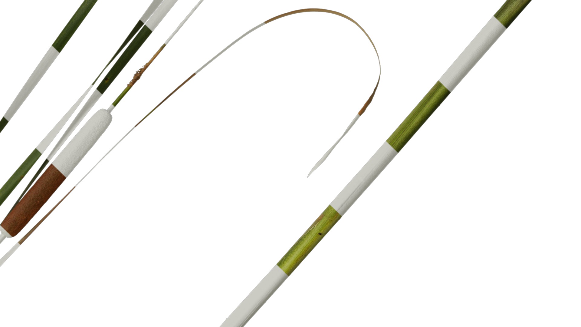 Anydrafts Typha orientalis Atlas 02 Texture_4