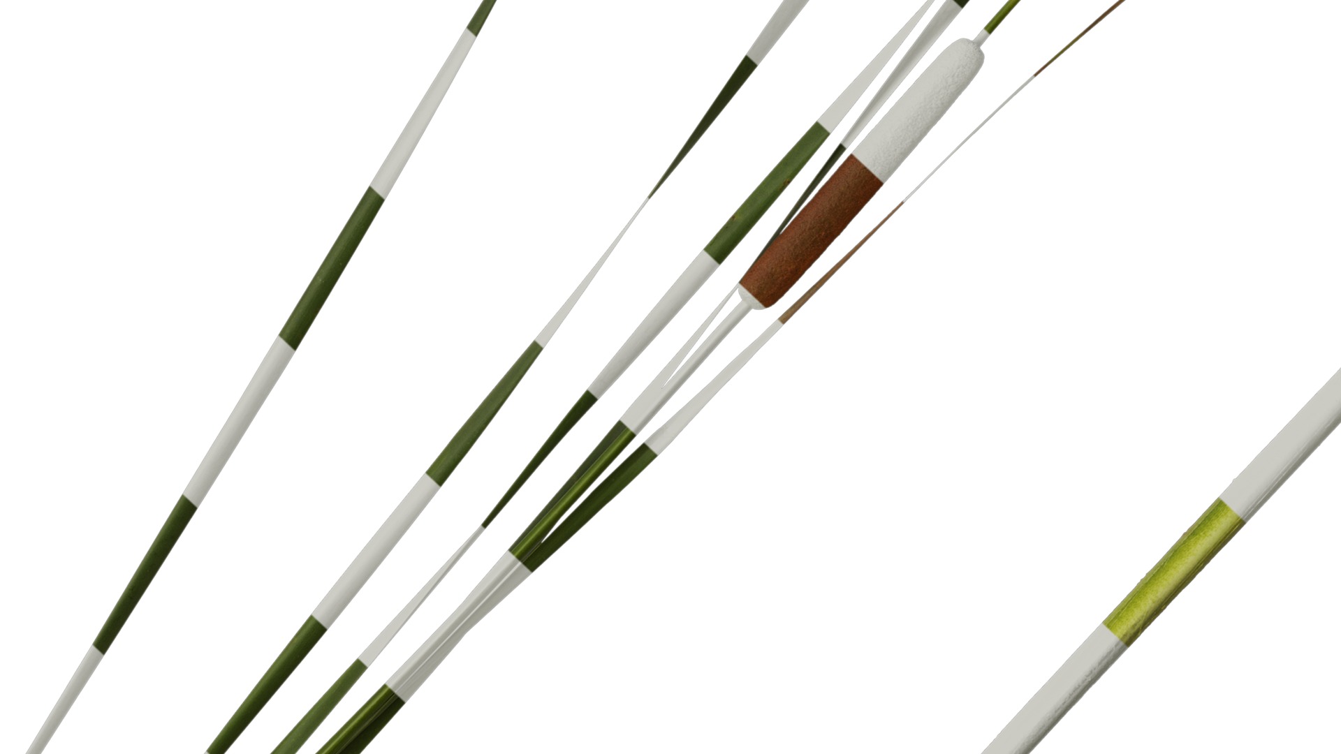 Anydrafts Typha orientalis Atlas 02 Texture_7
