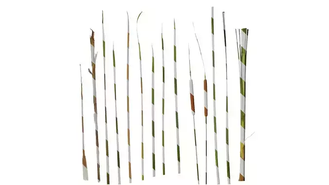 Anydrafts Typha orientalis Atlas 03