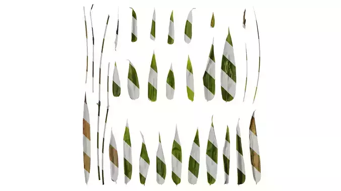 Anydrafts Bambusa boniopsis Leaf 03 Texture