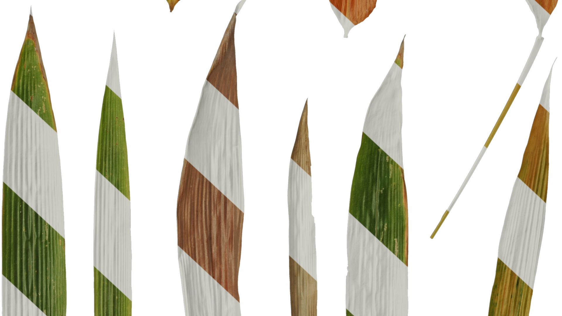 Anydrafts Bambusa lako Leaf 01 Texture_6