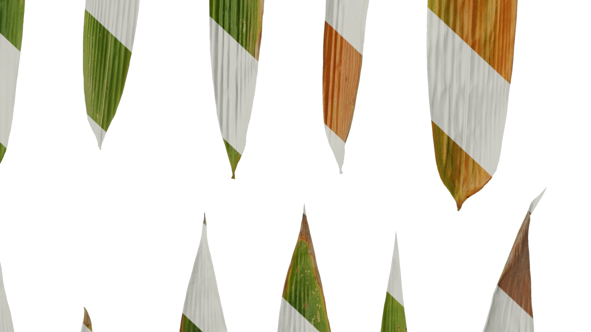 Anydrafts Bambusa lako Leaf 01 Texture_7