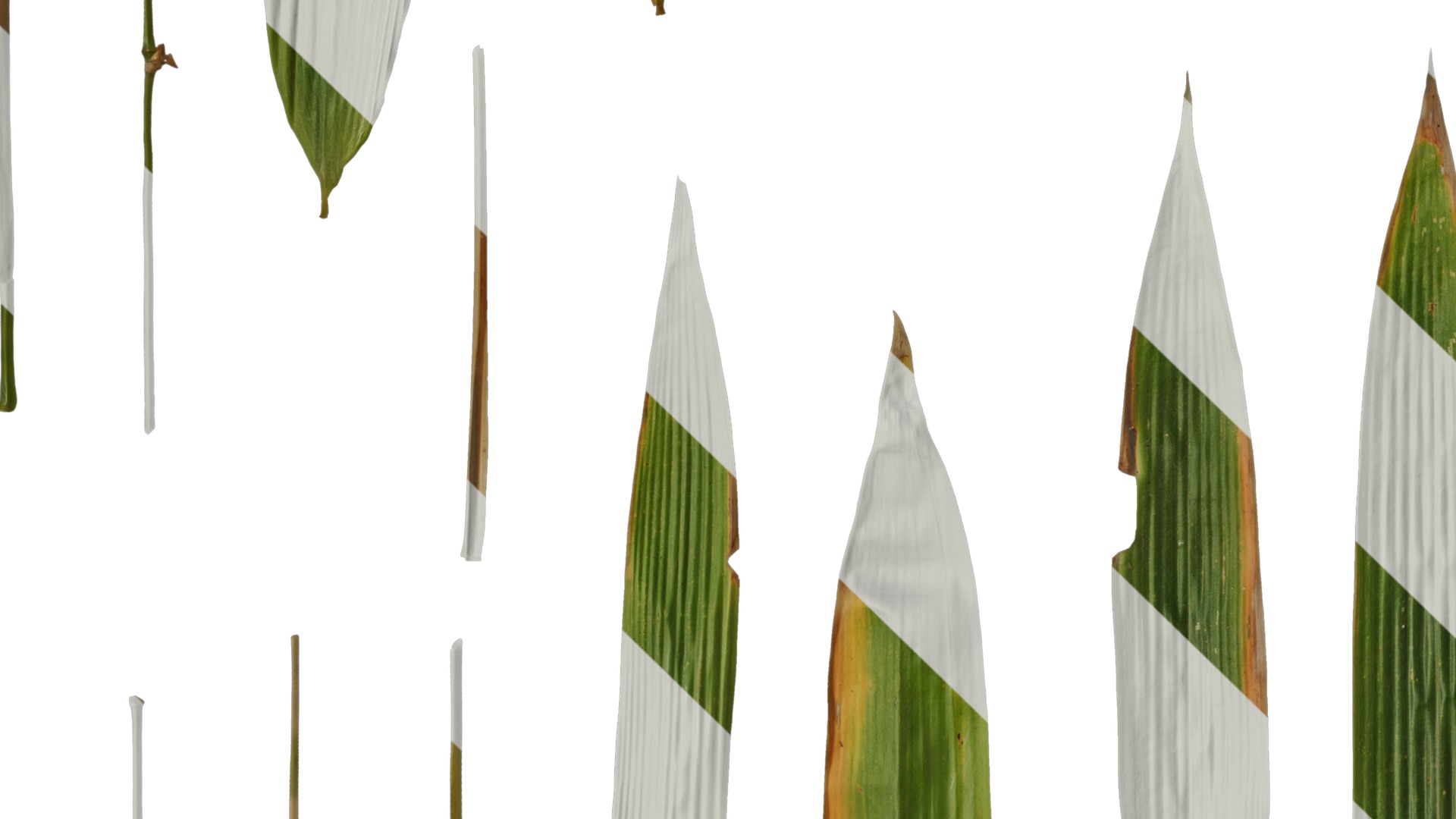 Anydrafts Bambusa lako Leaf 01 Texture_5