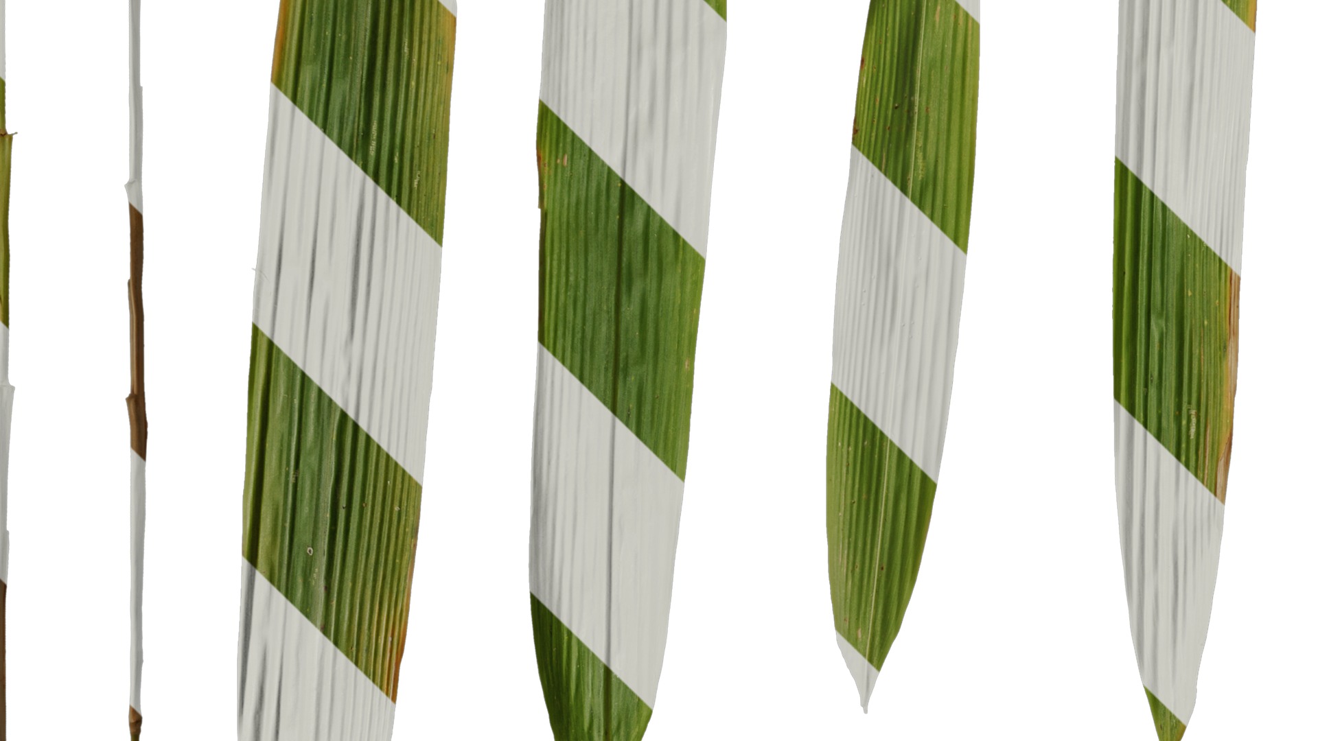 Anydrafts Bambusa lako Leaf 01 Texture_3