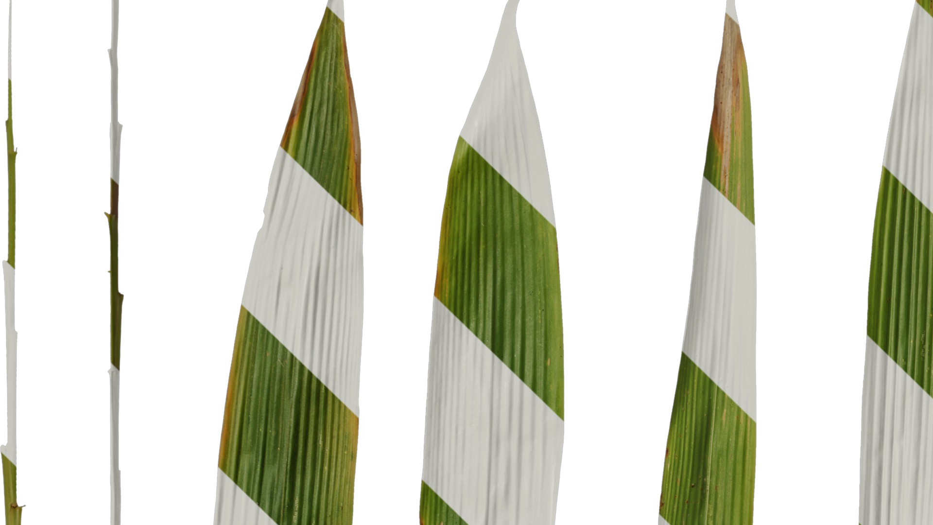 Anydrafts Bambusa lako Leaf 01 Texture_1