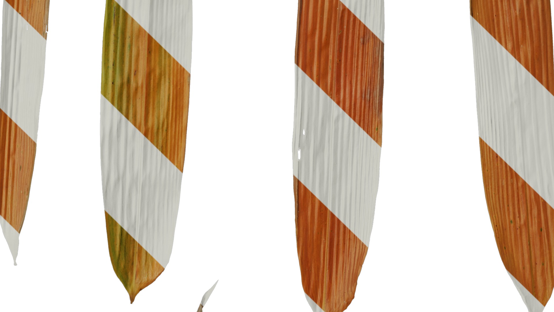 Anydrafts Bambusa lako Leaf 01 Texture_4