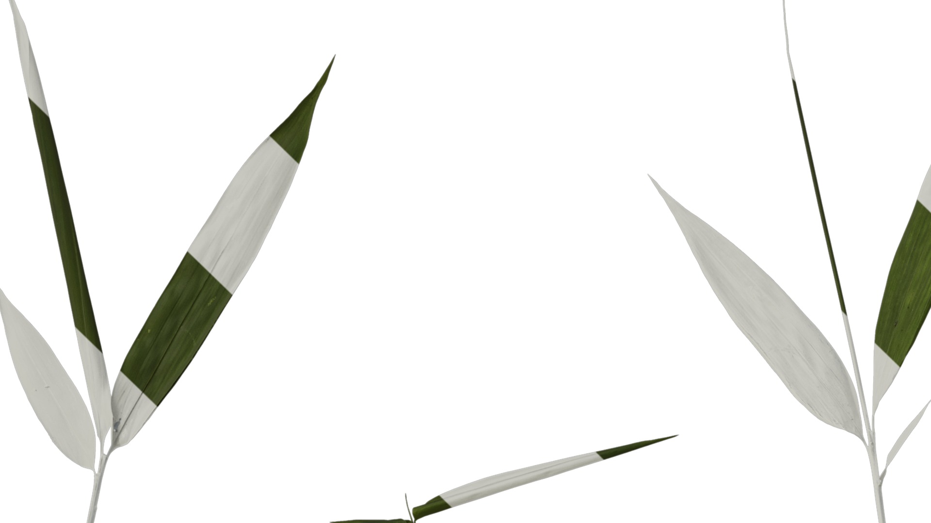 Anydrafts Bambusa multiplex Atlas 03 Texture_1