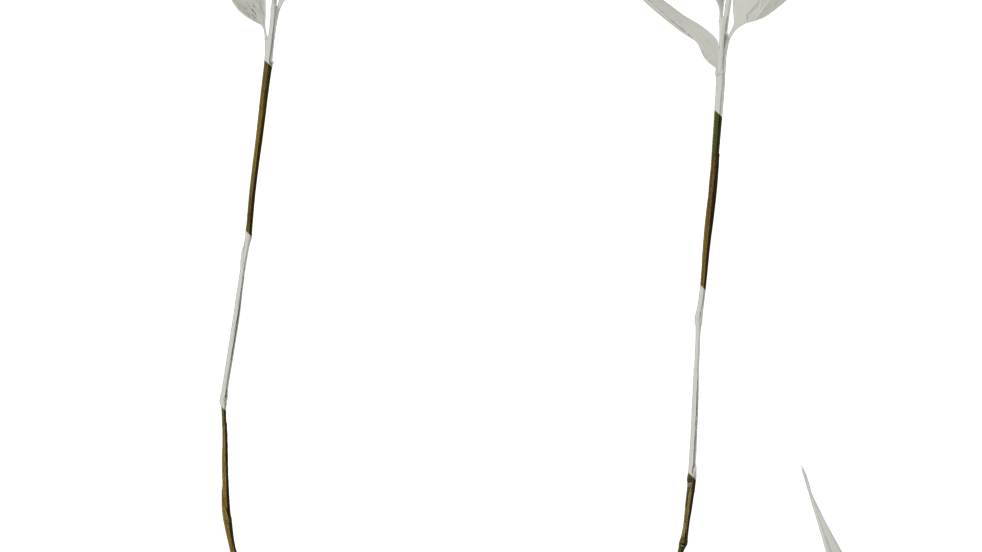 Anydrafts Bambusa multiplex Atlas 03 Texture_4