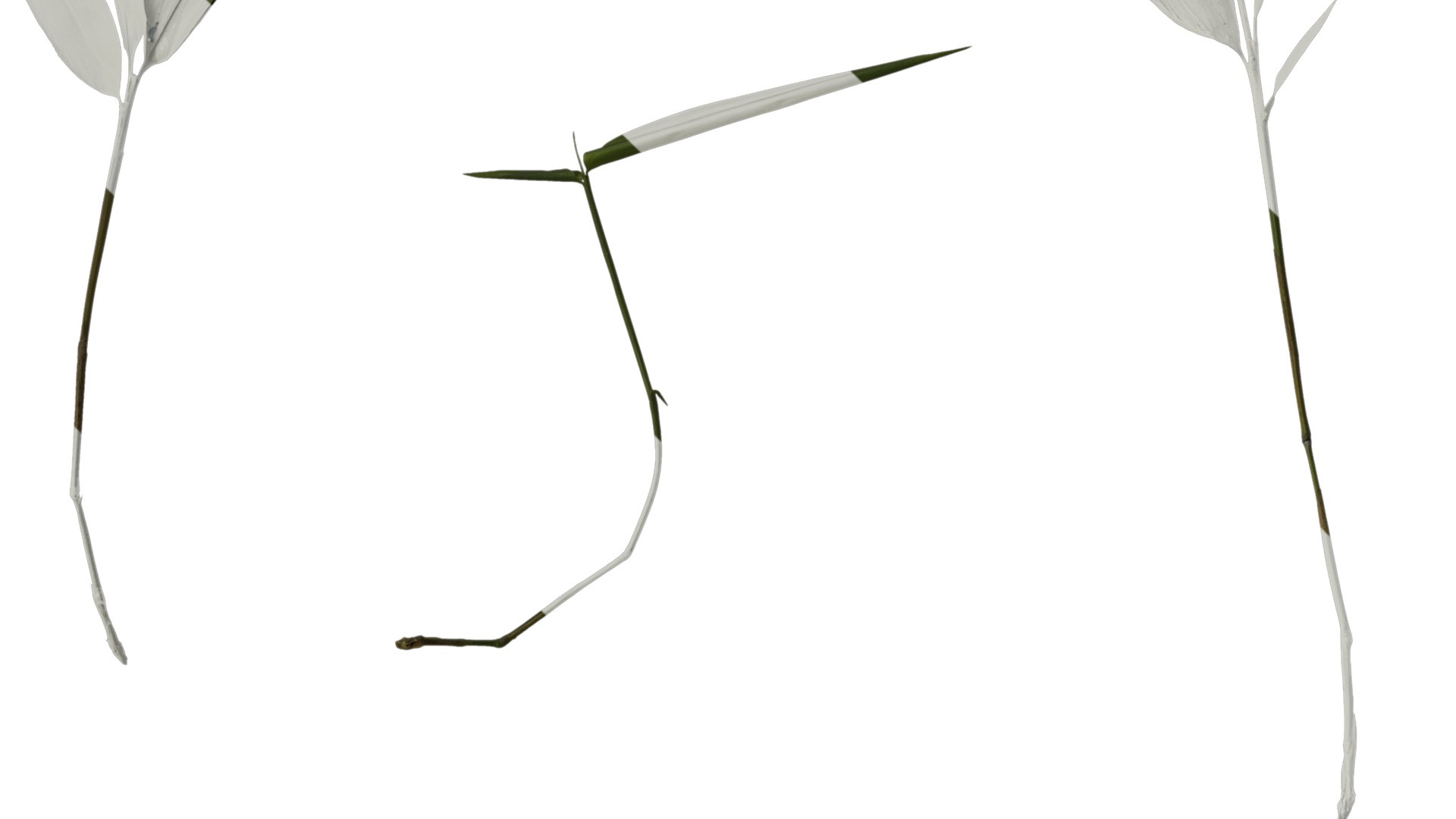 Anydrafts Bambusa multiplex Atlas 03 Texture_3