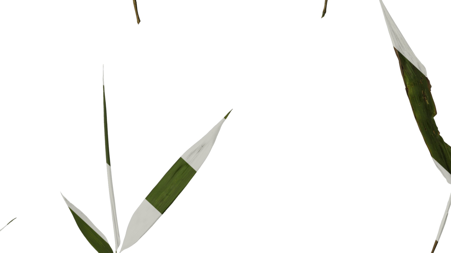 Anydrafts Bambusa multiplex Atlas 03 Texture_6