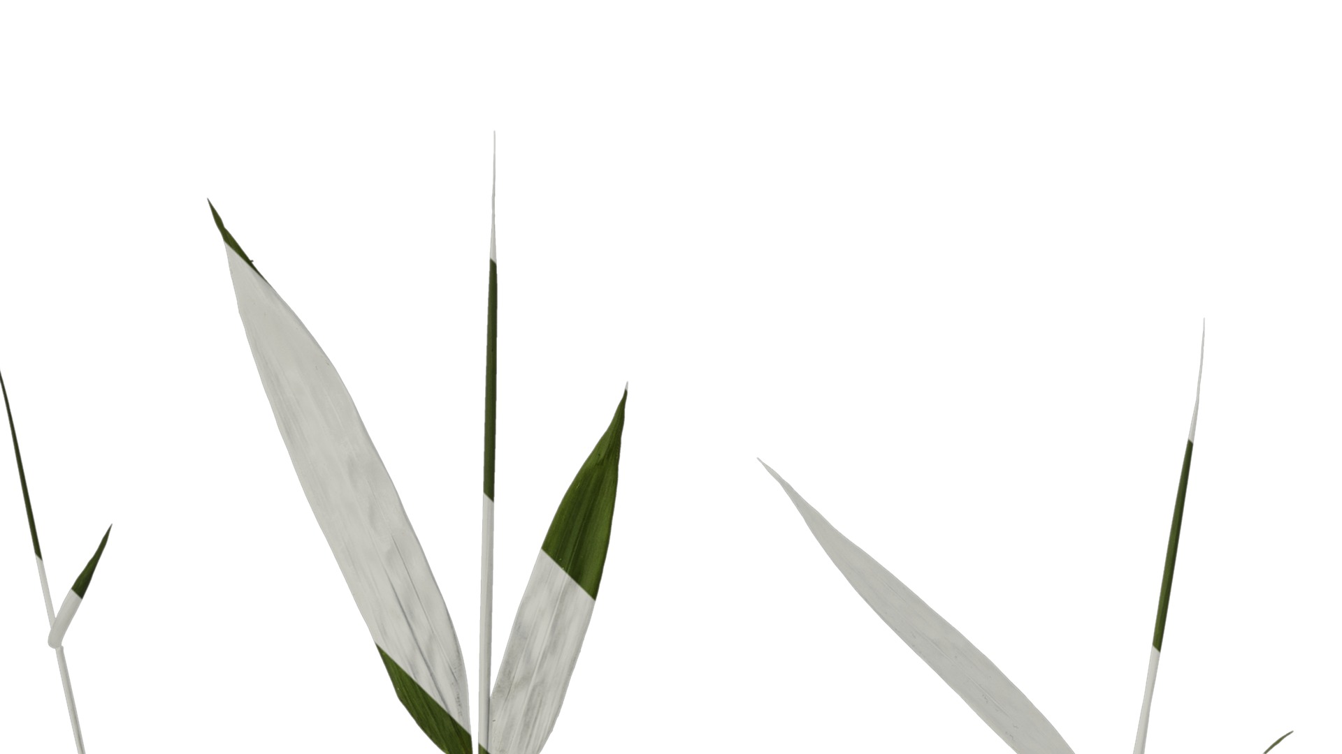 Anydrafts Bambusa multiplex Atlas 03 Texture_5