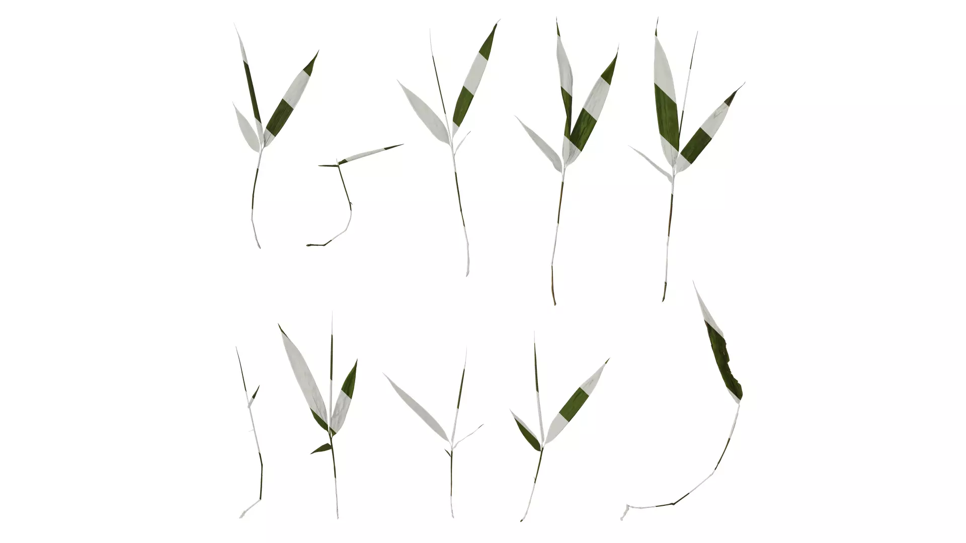 Anydrafts Bambusa multiplex Atlas 03 Texture_0