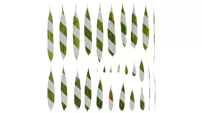 Anydrafts Bambusa multiplex Leaf 01 Texture