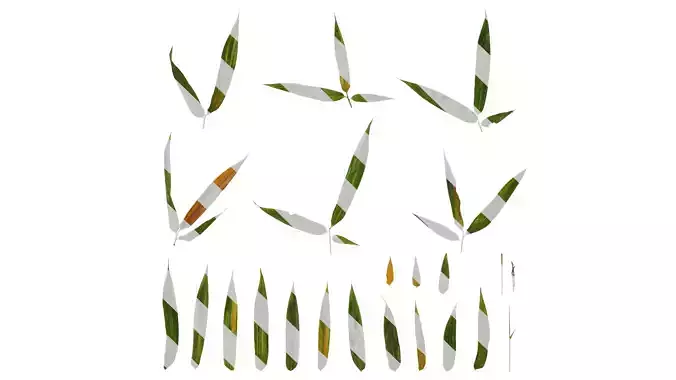 Anydrafts Bambusa multiplex fernleaf Atlas 02