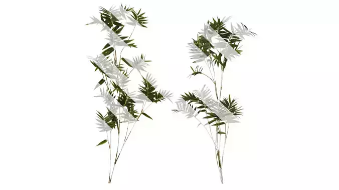 Anydrafts Bambusa multiplex fernleaf Atlas 04 Texture