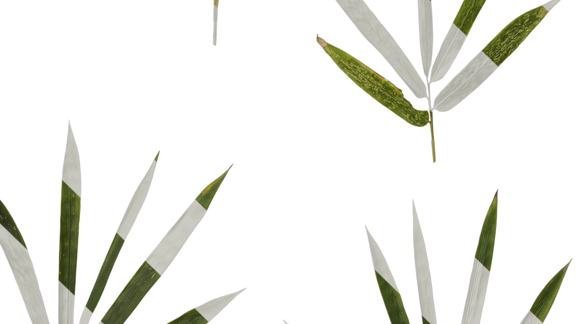 Anydrafts Bambusoideae Atlas 01 Texture_5