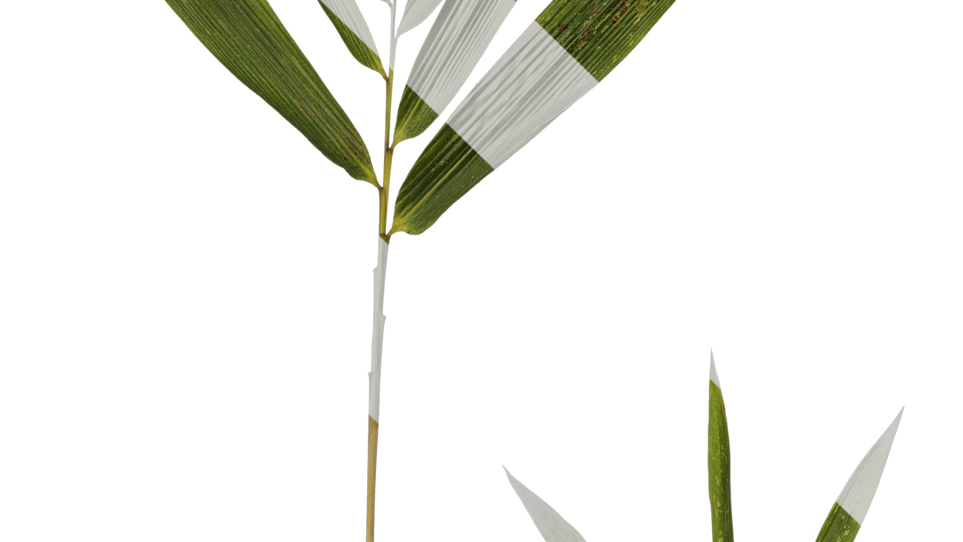 Anydrafts Bambusoideae Atlas 01 Texture_3