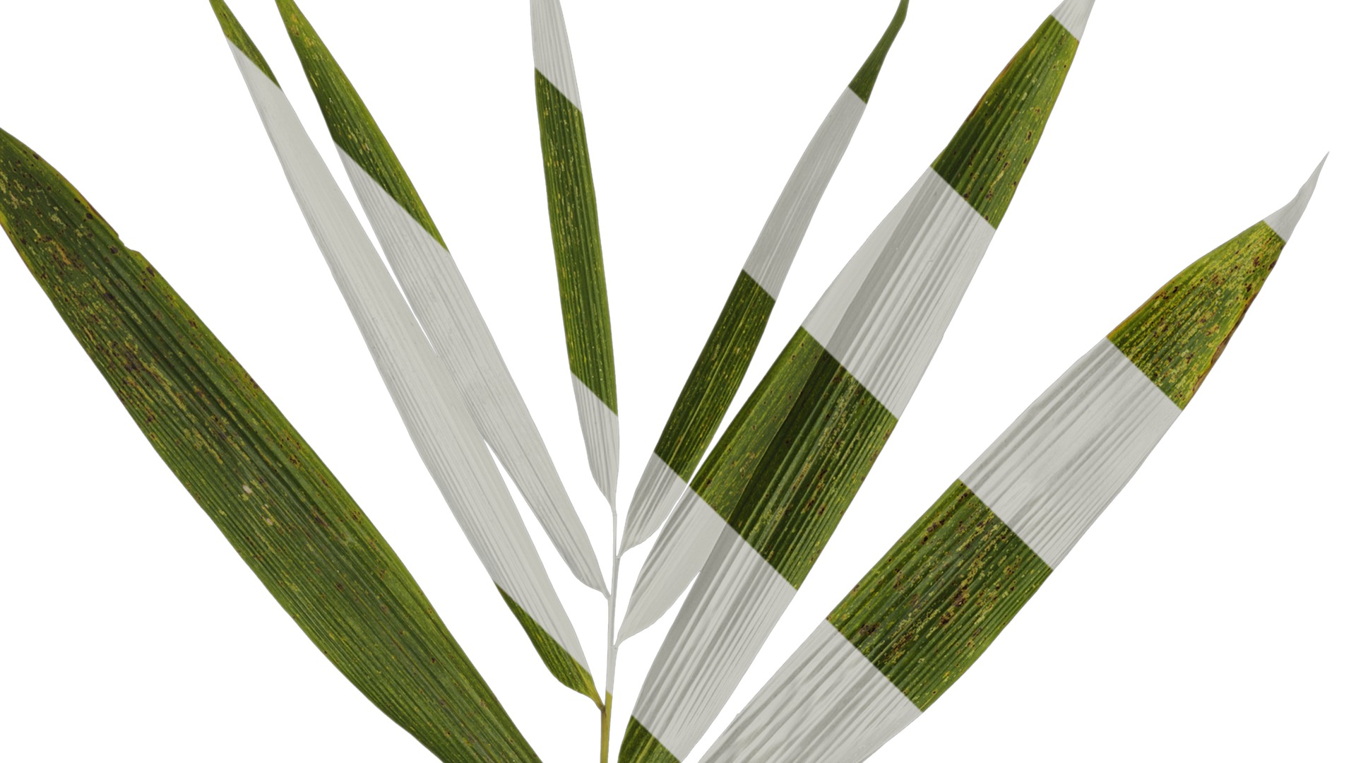 Anydrafts Bambusoideae Atlas 01 Texture_1