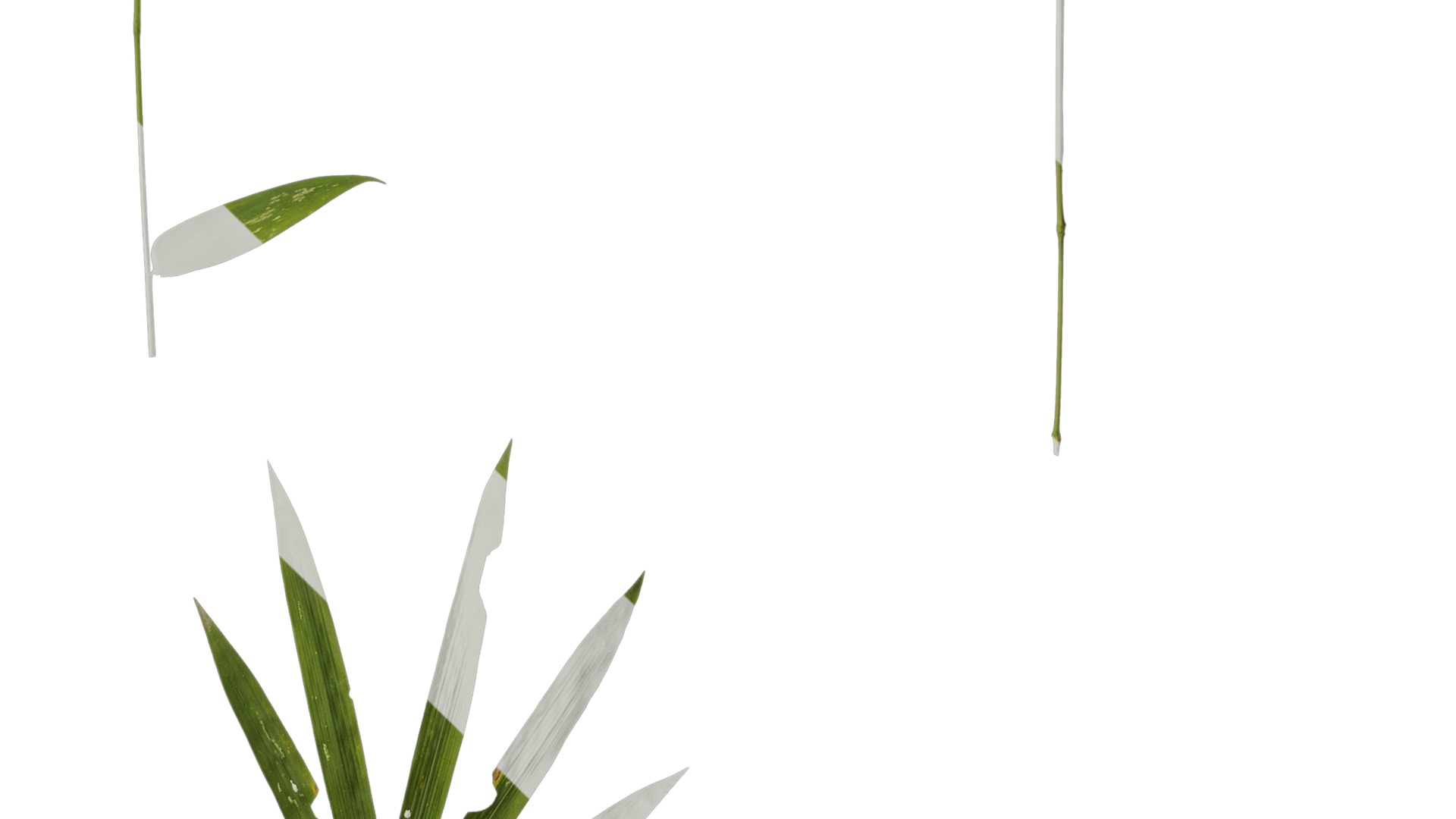 Anydrafts Bambusoideae Atlas 01 Texture_4