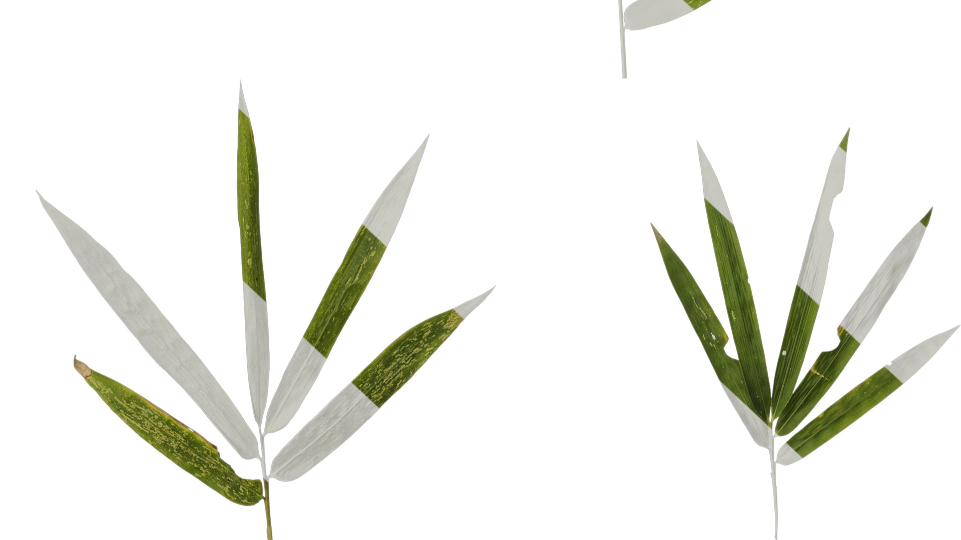 Anydrafts Bambusoideae Atlas 01 Texture_7